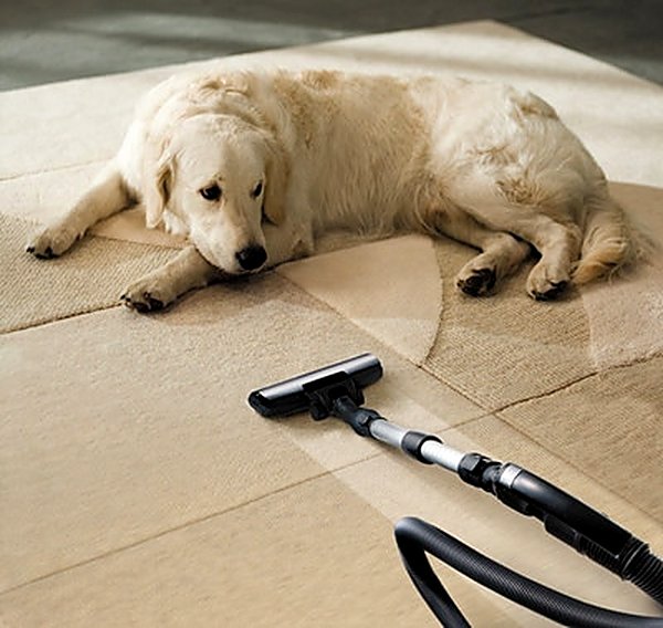 Pet Stain & Odor in Conroe, TX